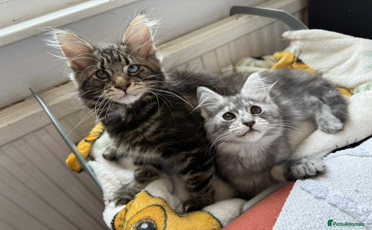 Maine Coon cats - Advert 1