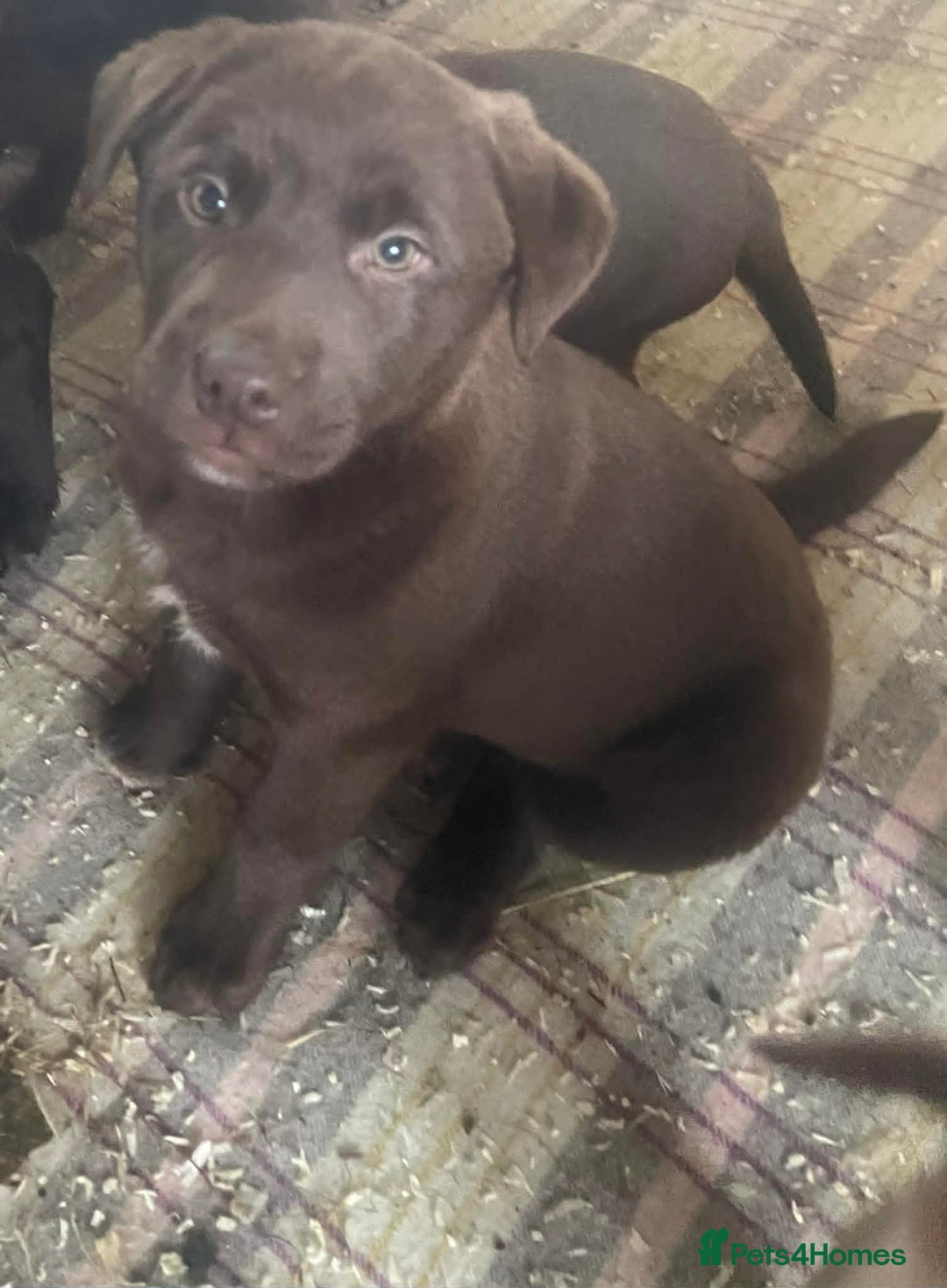 Mixed Breed dogs for sale: Chunky Chocolate Labrador cross Sheepdog - Advert 10