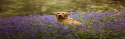 Labrador Retriever dogs for sale: KC registered Working Line Yellow Labrador Puppies in King's Lynn - Advert 17