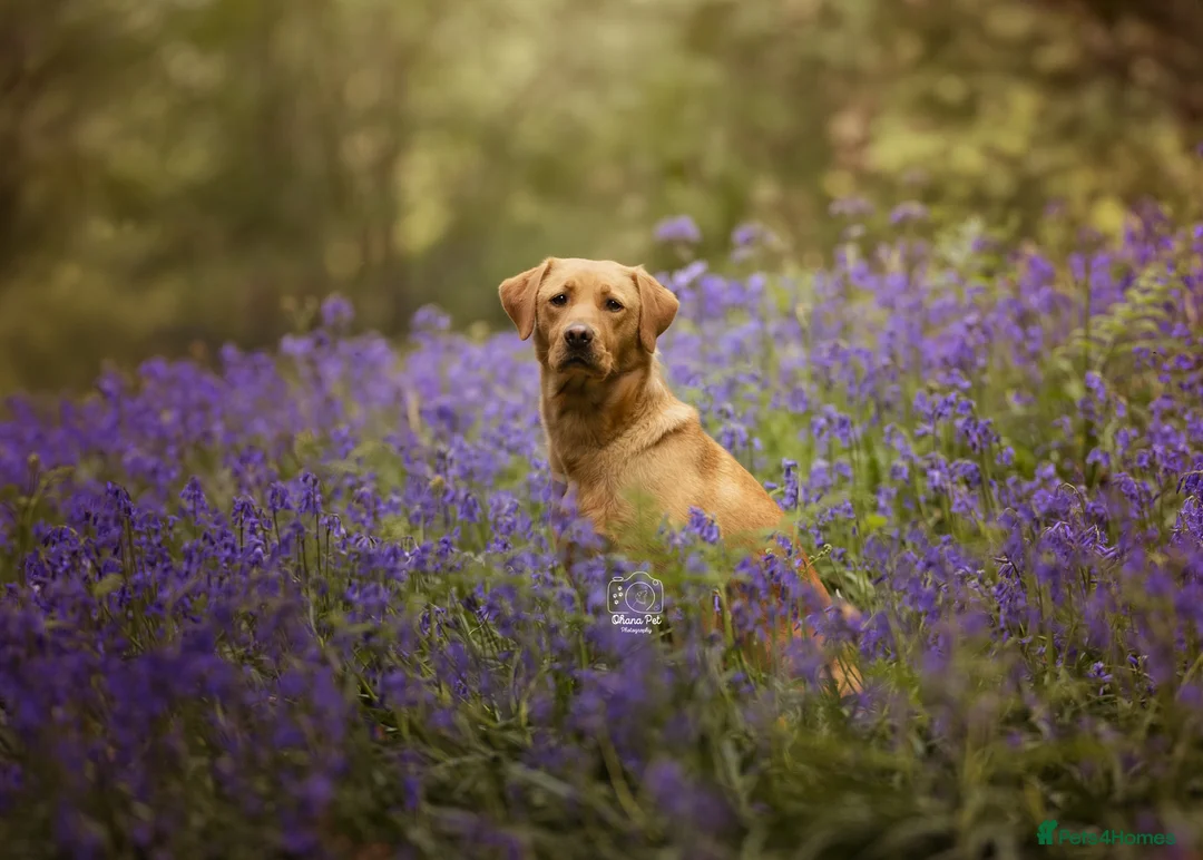 Labrador Retriever dogs for sale: KC registered Working Line Yellow Labrador Puppies in King's Lynn - Advert 17
