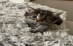 Savannah cats for sale: F7 Savannah cats  - Image 10