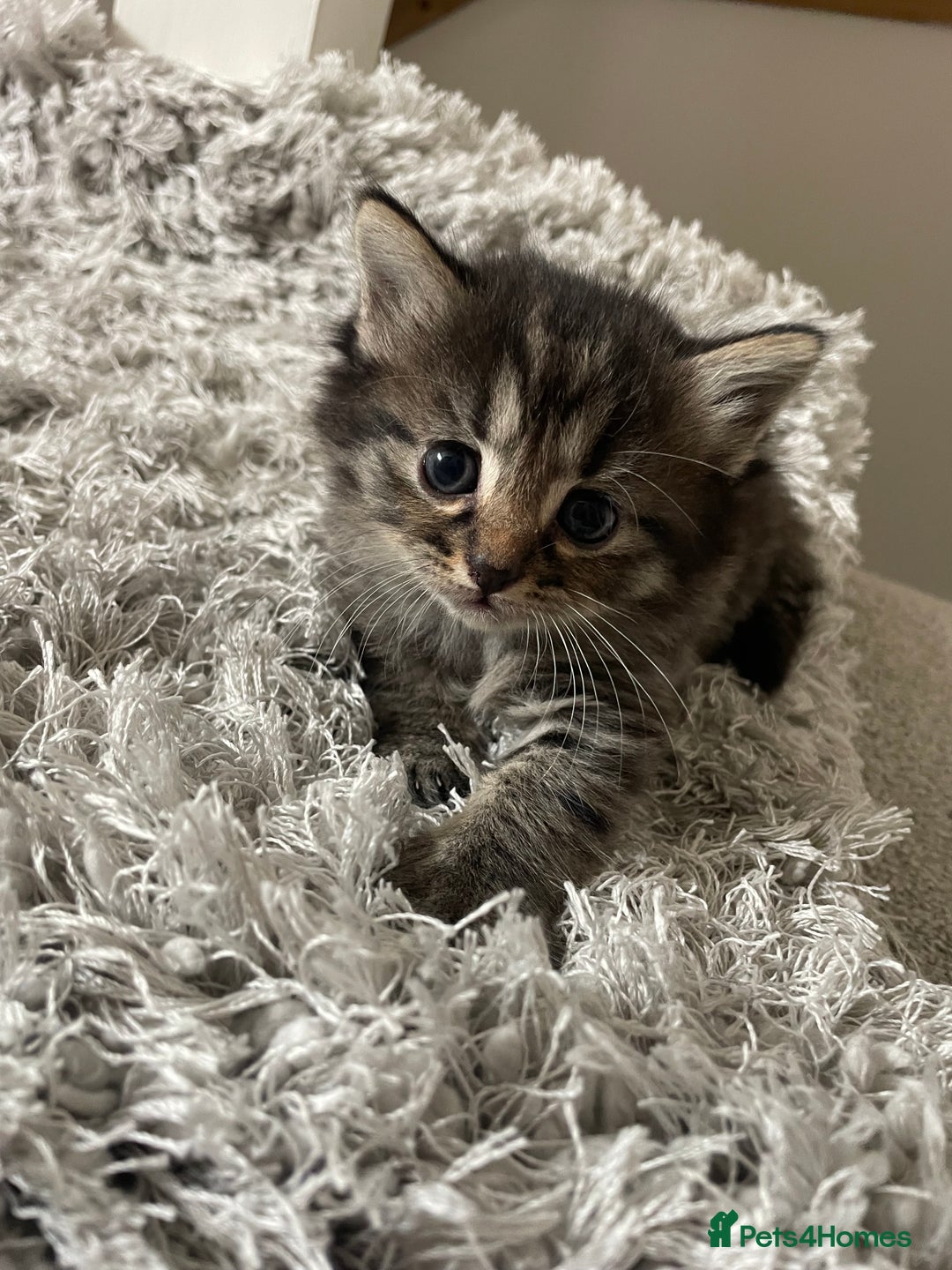 Savannah cats for sale: F7 Savannah cats  - Image 10