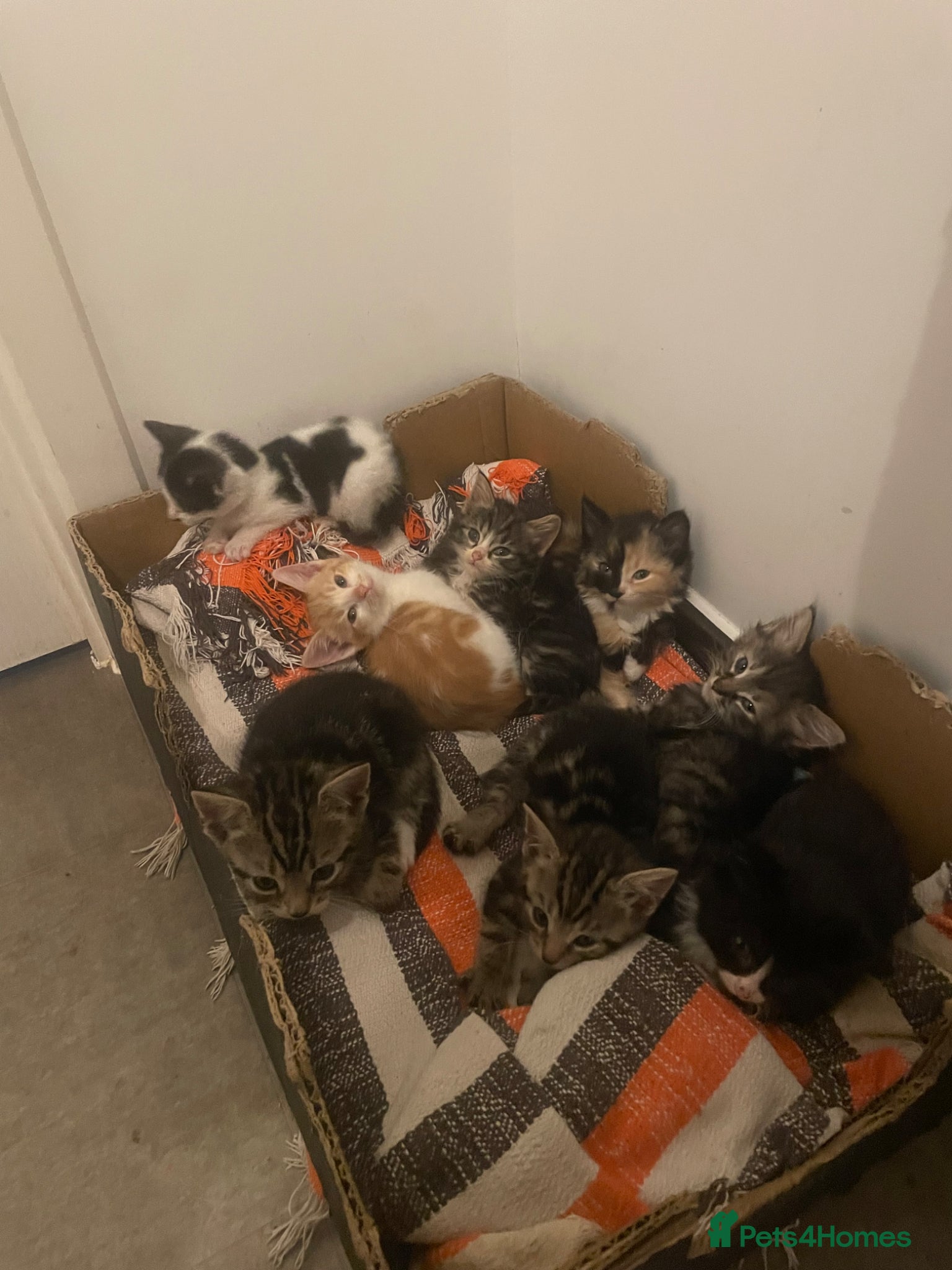 Mixed Breed cats Beautiful kittens  - Advert 1