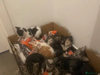 Mixed Breed cats Beautiful kittens - Advert 1