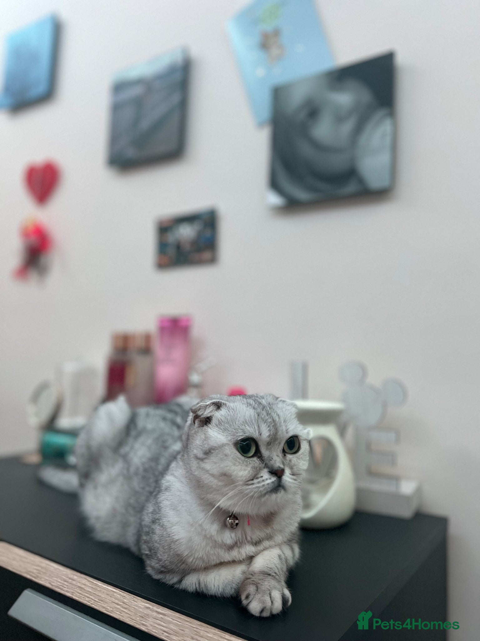 Scottish Fold cats a little Scottish Fold girl.💕 - Advert 6