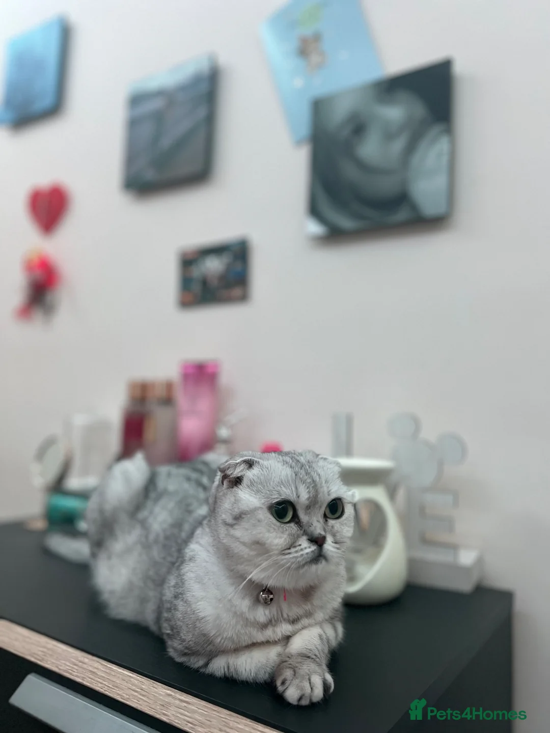Scottish Fold cats for sale: a little Scottish Fold girl.💕 - Advert 1