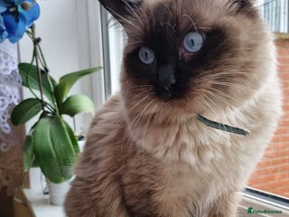 Ragdoll cats Seal Colour Point Stud Active in Trowbridge - Advert 14
