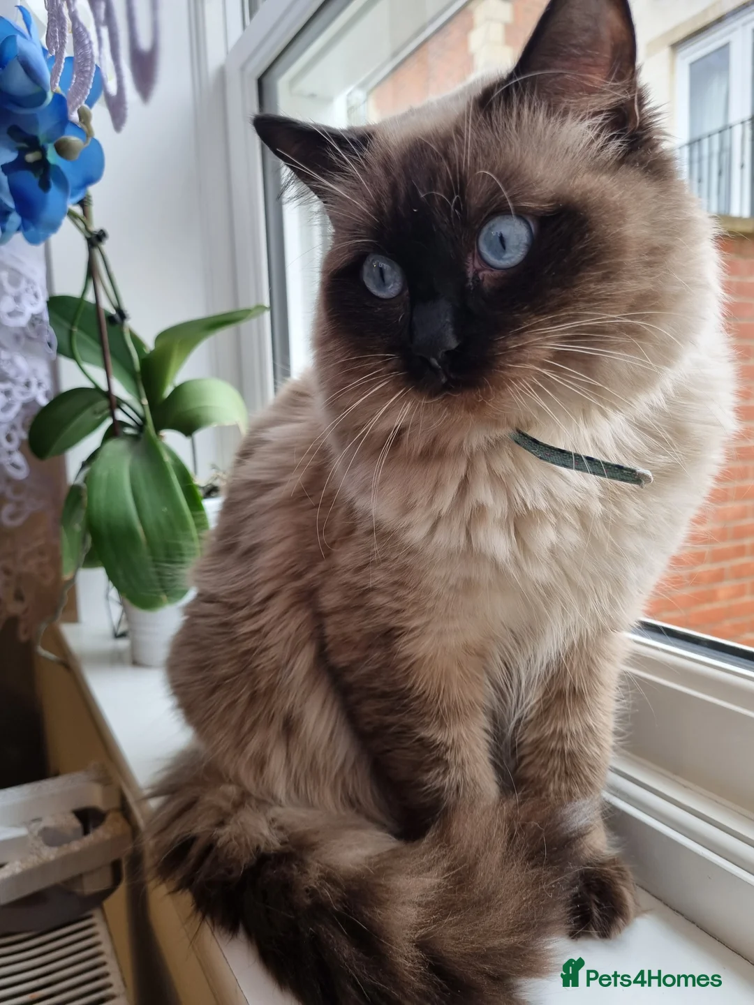 Ragdoll cats for stud: Seal Colour Point Stud Active in Trowbridge - Advert 1