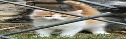 Mixed Breed cats for sale: Adorable and Friendly Kittens in Hungerford - Advert 12
