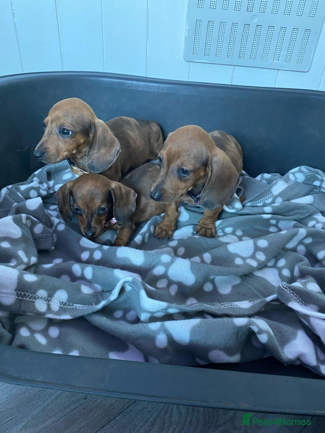 Miniature Dachshund dogs for sale: Miniature Dachshund puppies - Image 11