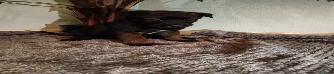 Male Green Collar