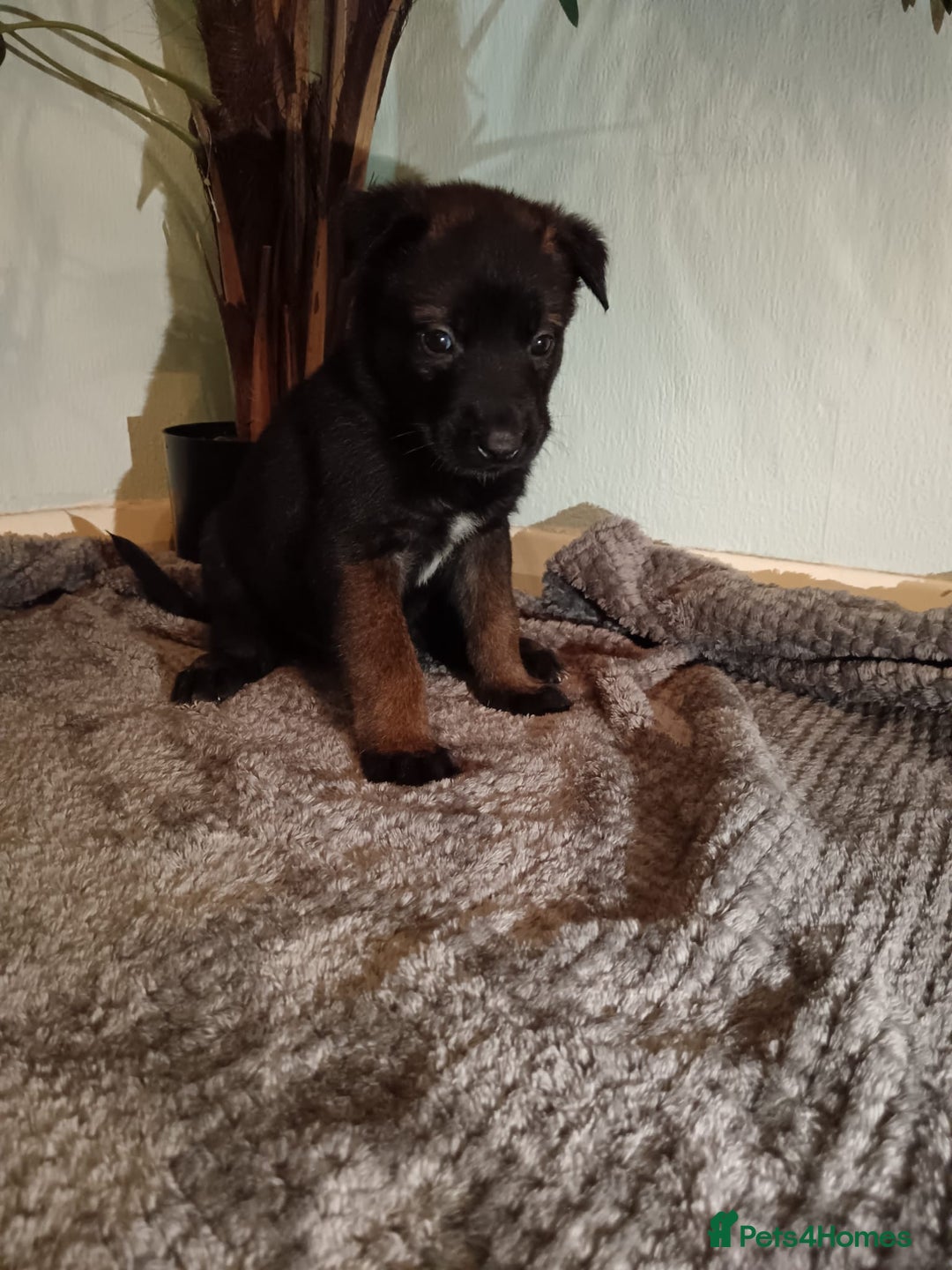 Belgian Shepherd Dog dogs for sale: Stunning Belgian Mali Pups - Image 14