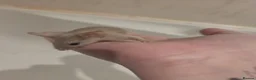 Mouse rodents for sale: Young female mice - Advert 5