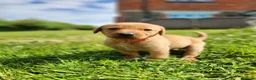 Labrador Retriever dogs for sale: Quality KC Fox Red Labradors  - Advert 5