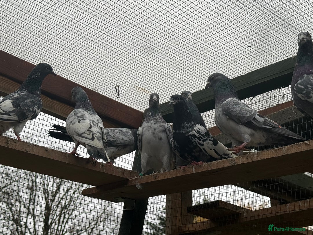 Mixed Breed birds for sale: Pakistani high flyers for sale  - Advert 12