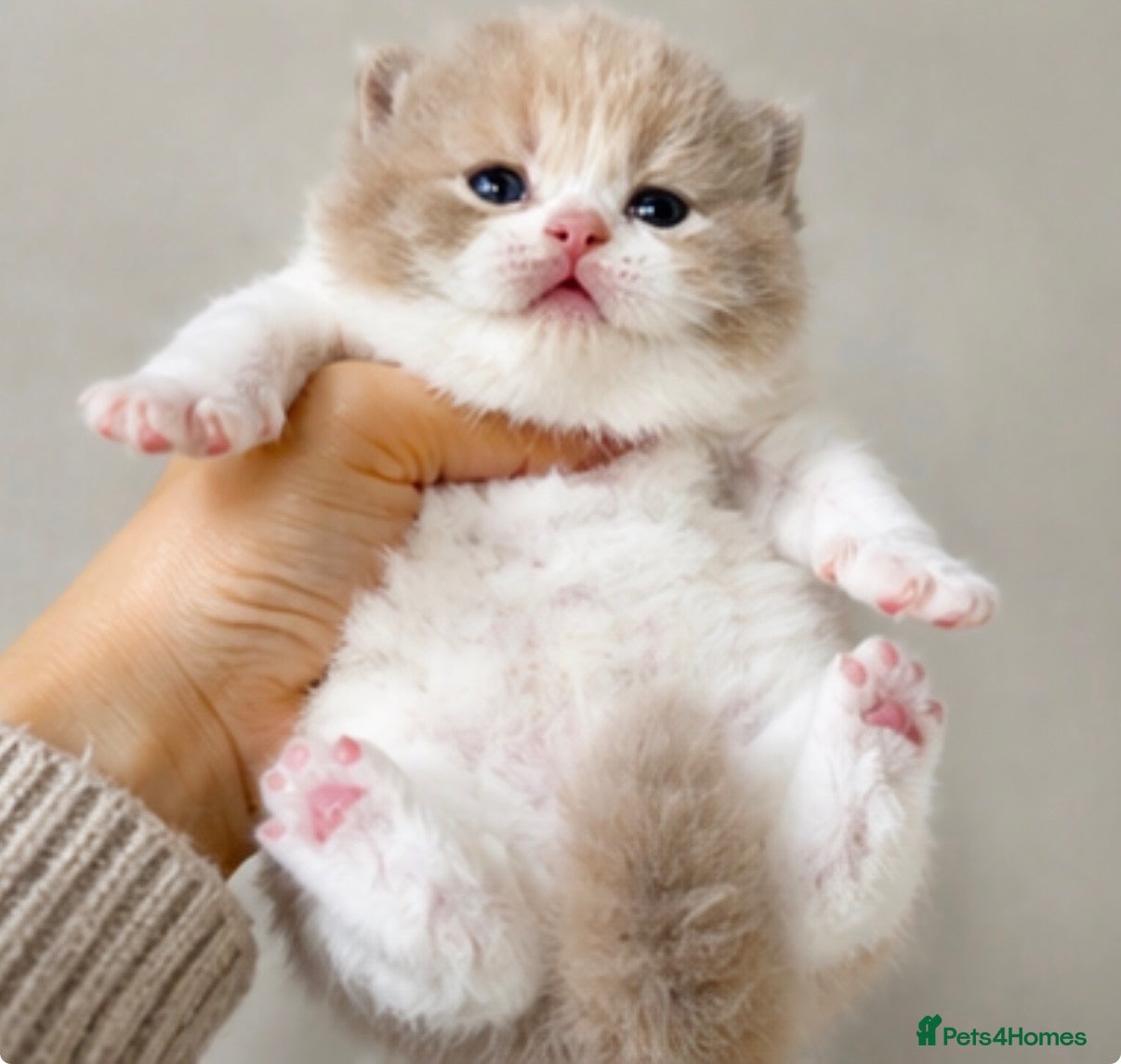 British Shorthair cats 🐾Stunning kittens 🐾 - Advert 13