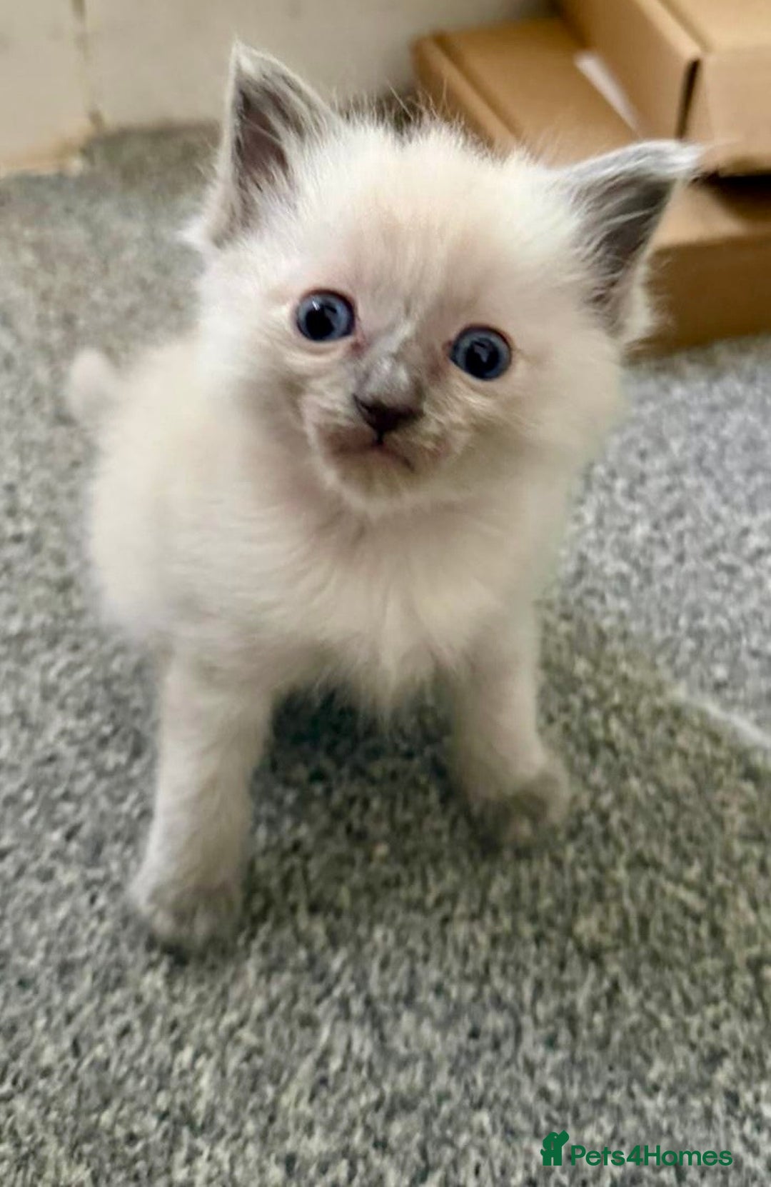 Ragdoll cats for sale: Exquisite Ragdoll Kittens Available - Advert 7