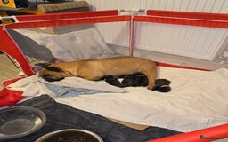 French Bulldog dogs for sale: 2 beautiful female French bulldogs - Advert 1