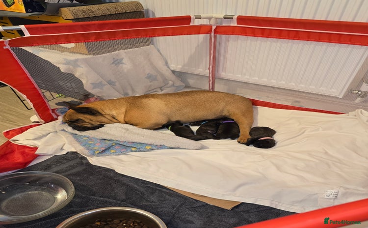 French Bulldog dogs 2 beautiful female French bulldogs - Advert 1