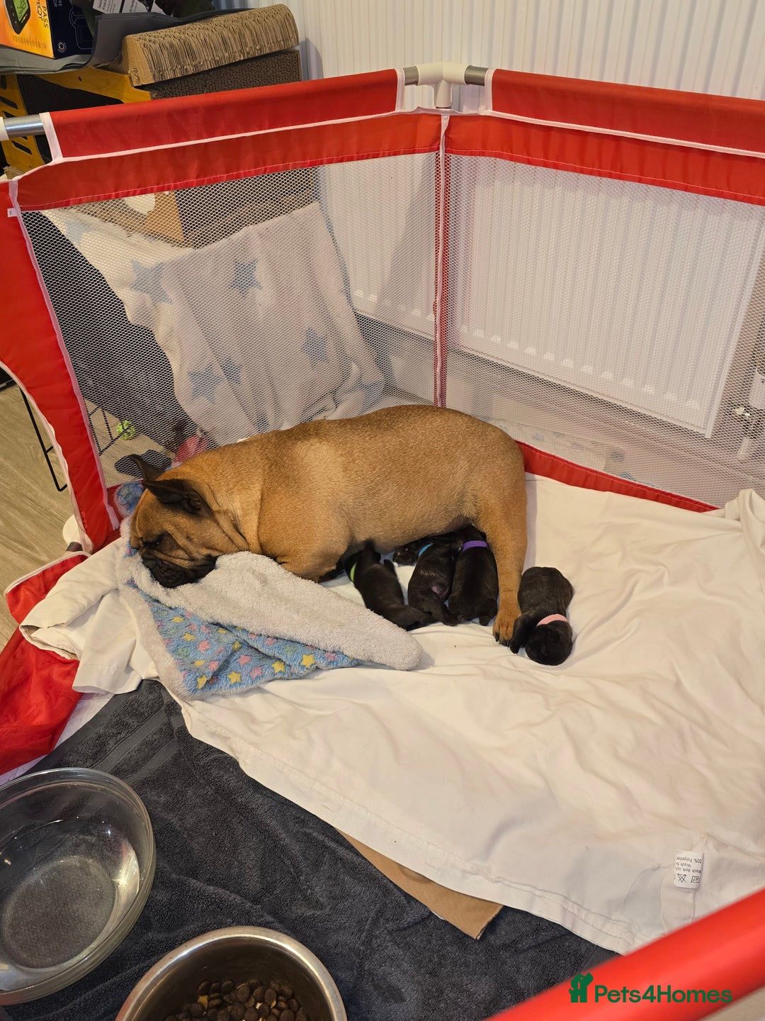 French Bulldog dogs for sale: 2 beautiful female French bulldogs - Advert 1