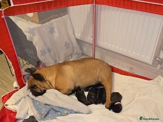 French Bulldog dogs for sale: 2 beautiful female French bulldogs - Advert 1