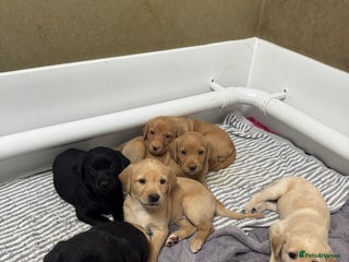 Labrador Retriever dogs Labrador Puppies For Sale - Advert 18