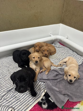Labrador Retriever dogs Labrador Puppies For Sale - Advert 15