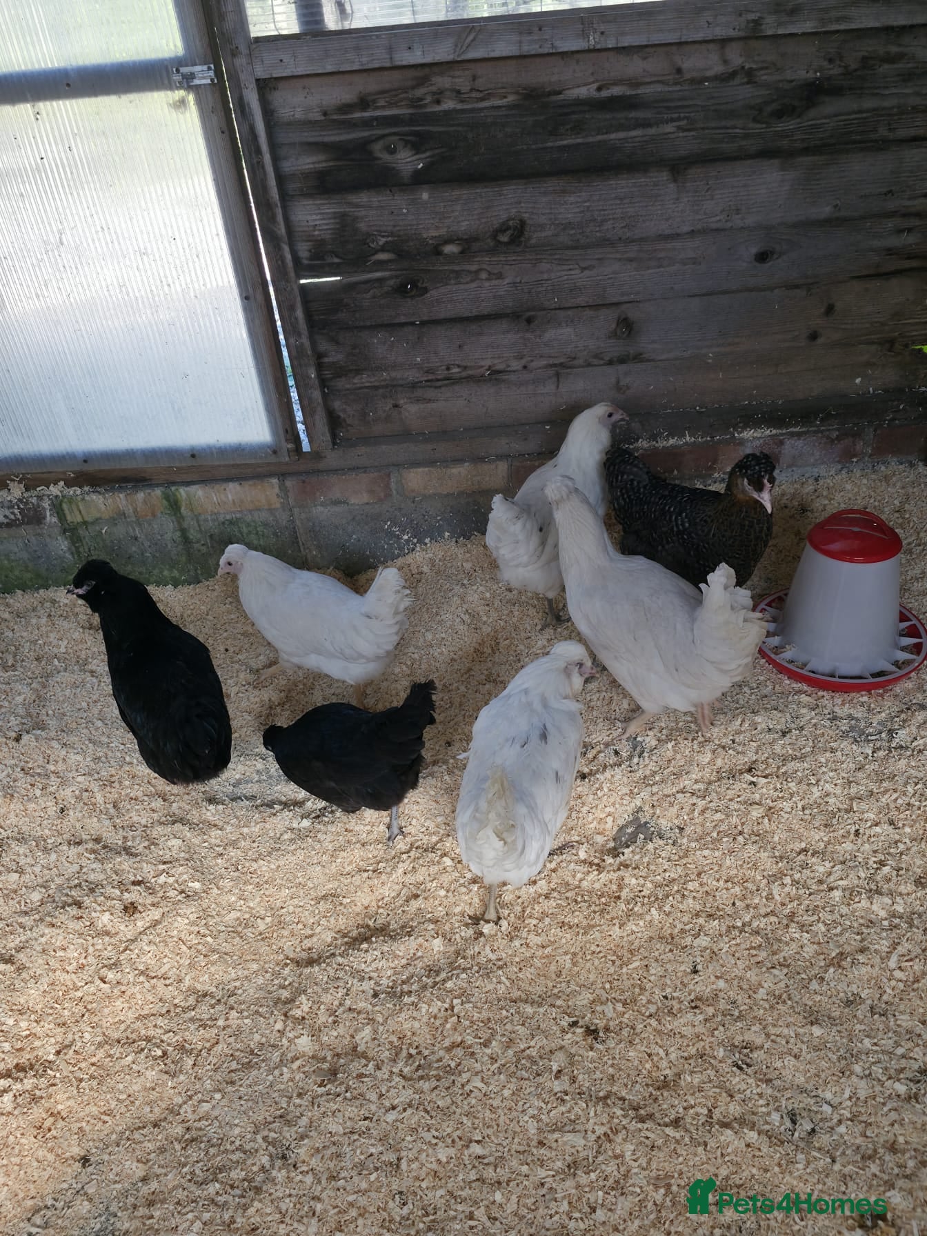 Chickens poultry Hybrid point of lay hens - Advert 1