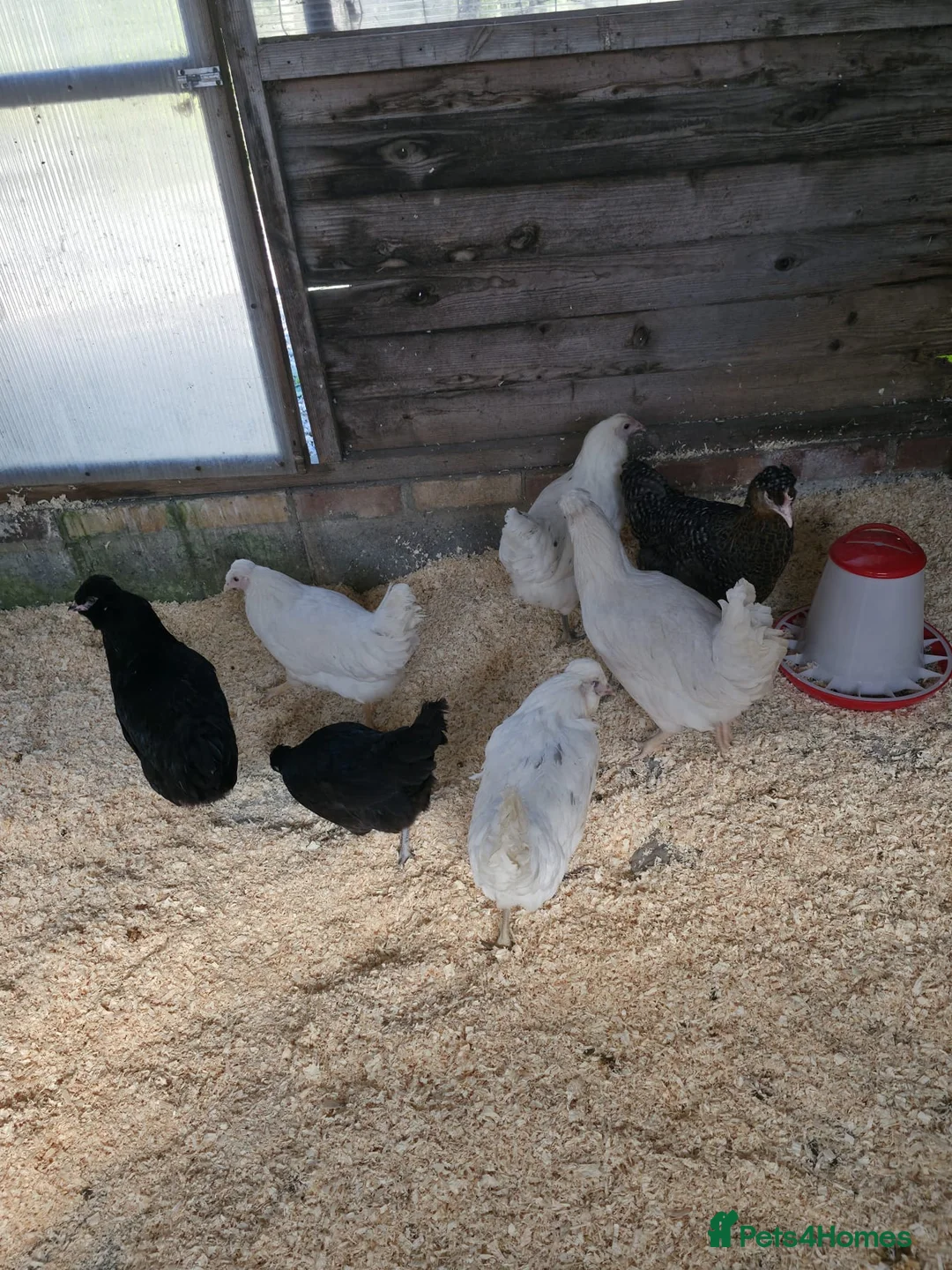 Chickens poultry for sale: Hybrid point of lay hens in Ramsgate - Advert 1