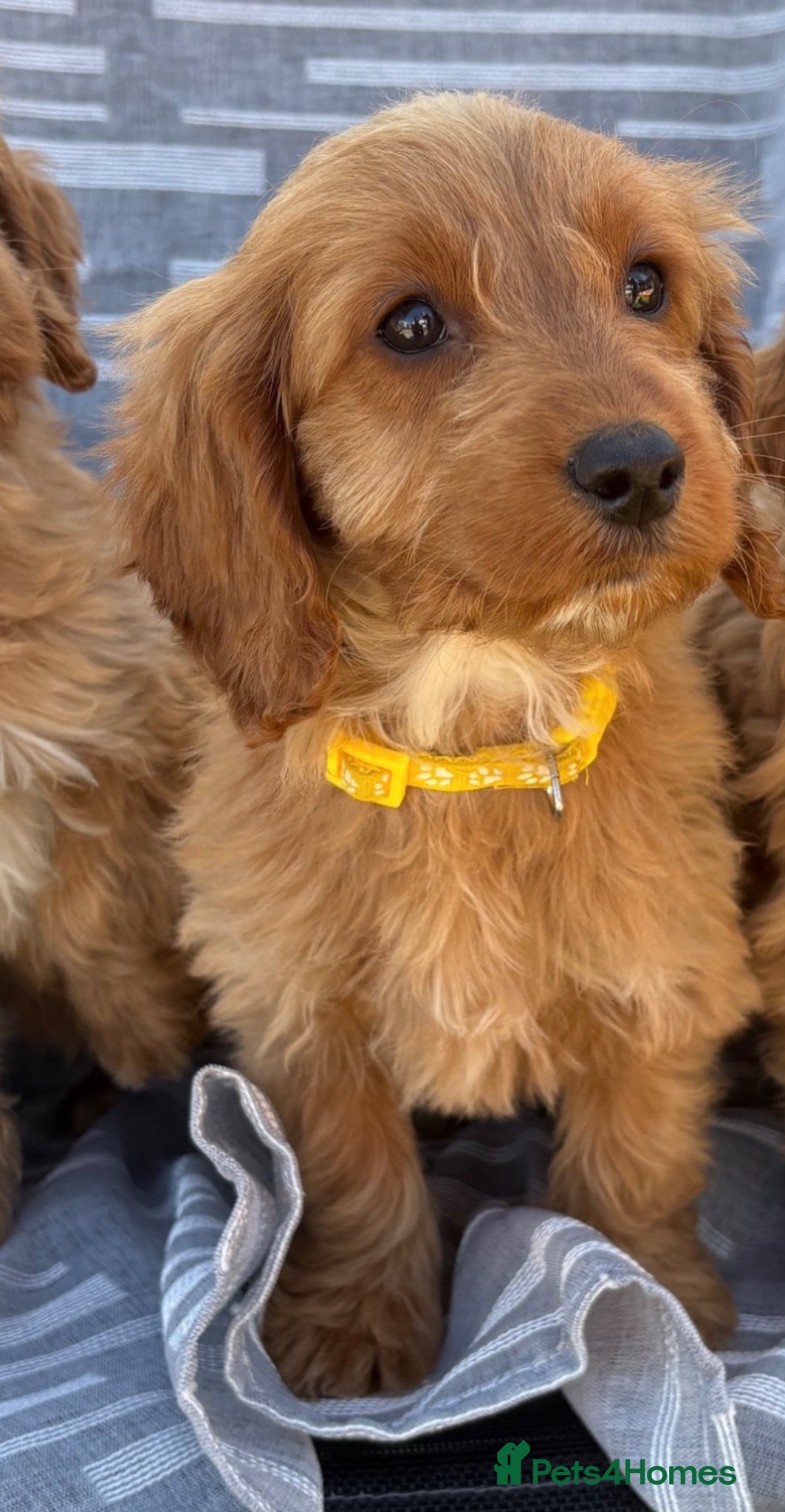 Cockapoo dogs Cockerpoo  - Advert 2