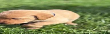 Labrador Retriever (Navy Collar)