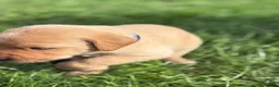 Labrador Retriever dogs for sale: Labrador Puppies for sale - Advert 15