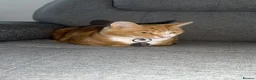 Mixed Breed cats for sale: Marla  - Advert 7