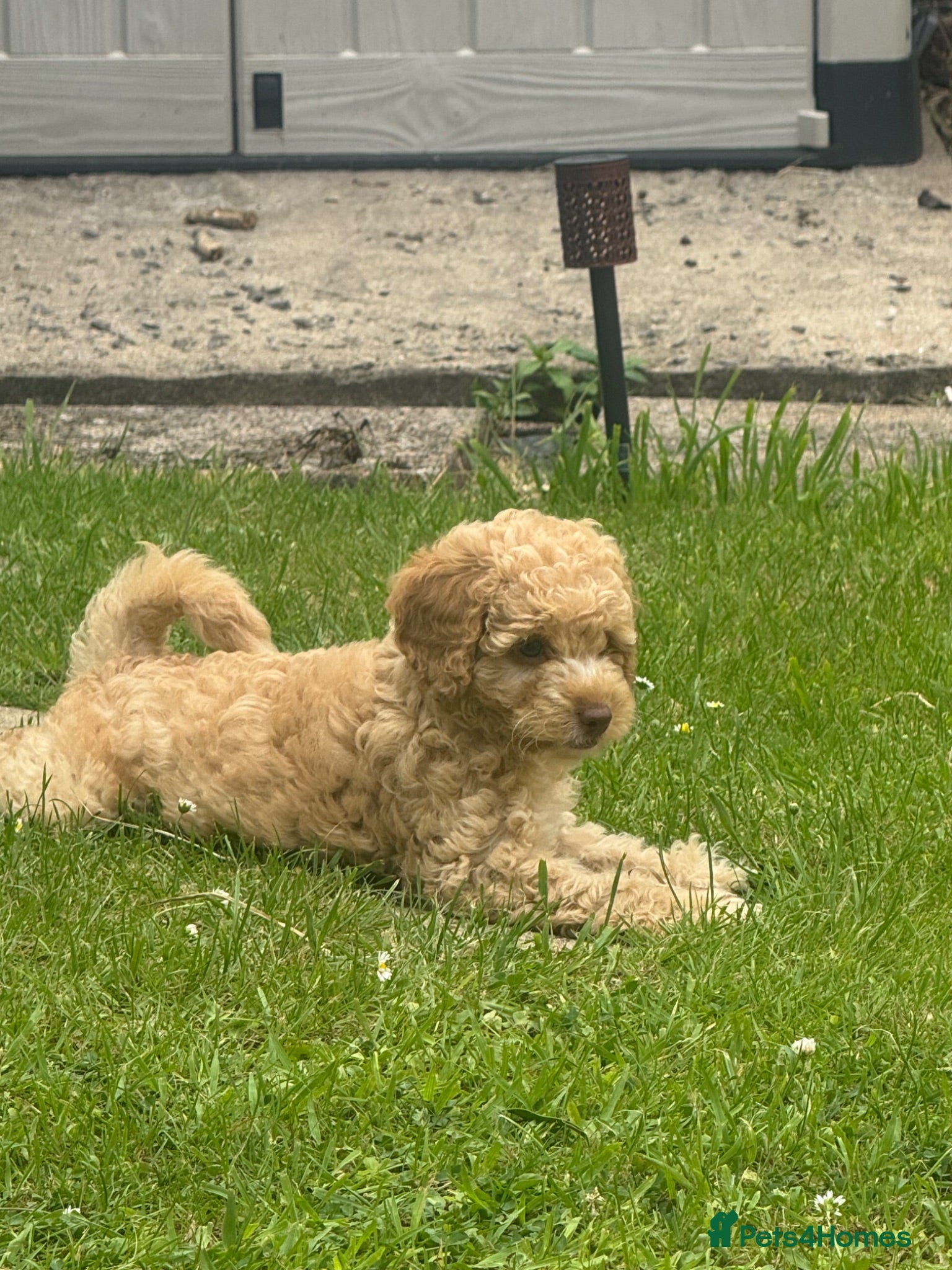 Cockapoo dogs 1 Beautiful girl F2b Cockapoo puppy  - Advert 2