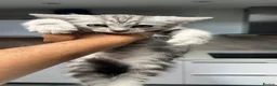 Mixed Breed cats for sale: Beautiful Playful Kittens –Ready for Loving Homes  - Advert 14
