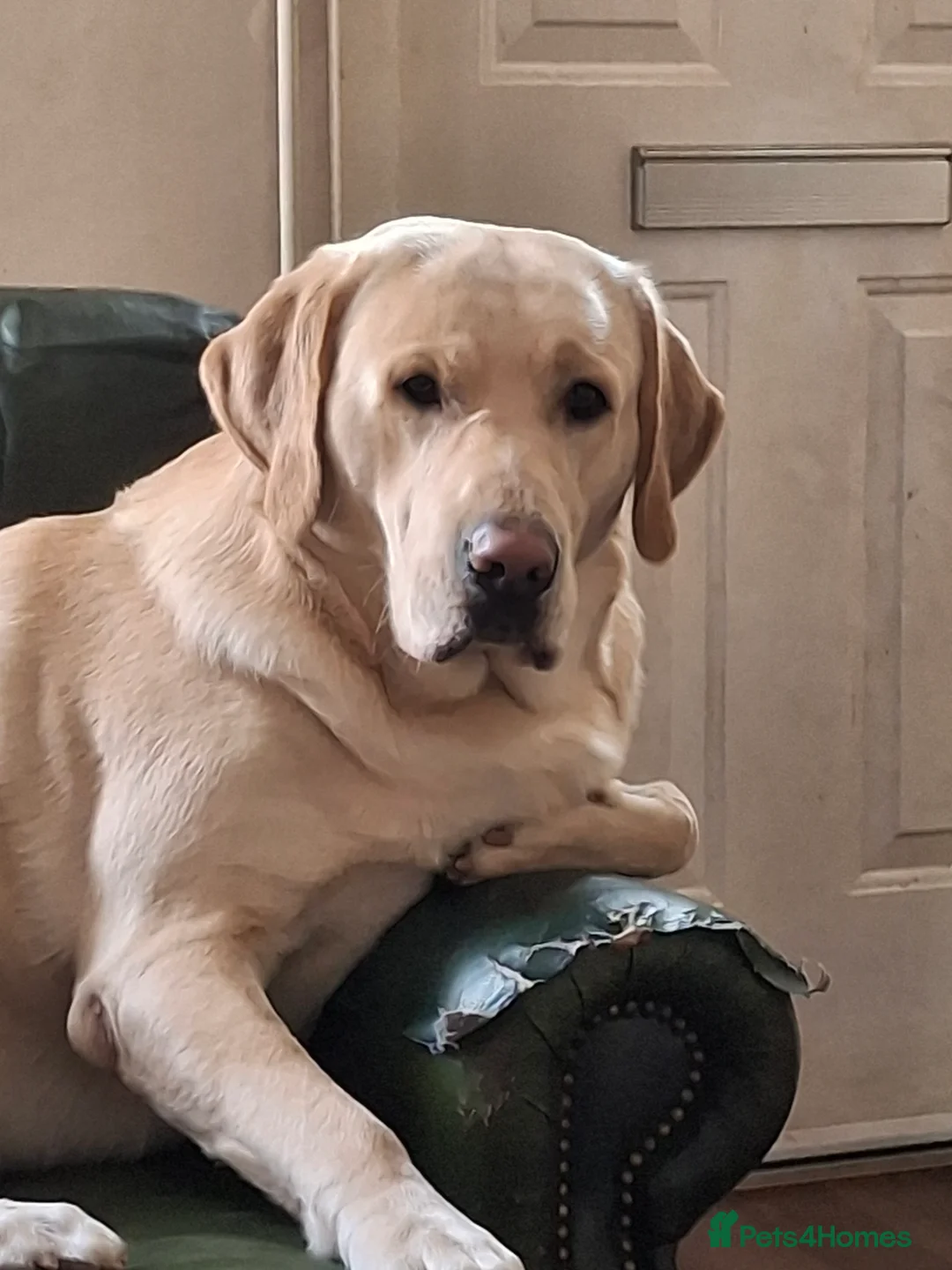 Labrador Retriever dogs for stud: Labrador Leo - Advert 1