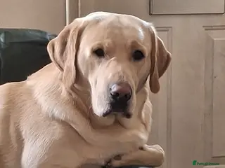 Labrador Retriever dogs Labrador Leo - Advert 13