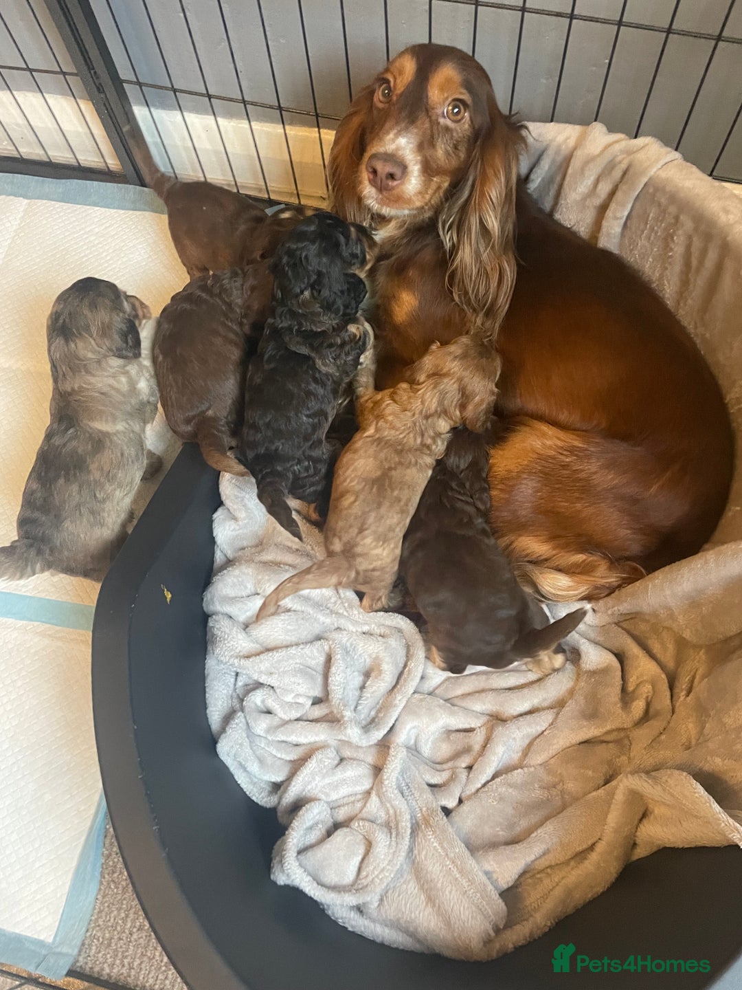 Cockapoo dogs for sale: Stunning sable cockapoos  - Advert 7