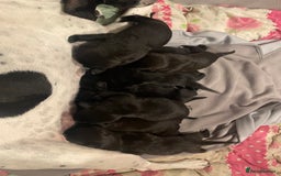 Mixed Breed dogs for sale: English Pointer Cross Puppies - Image 2