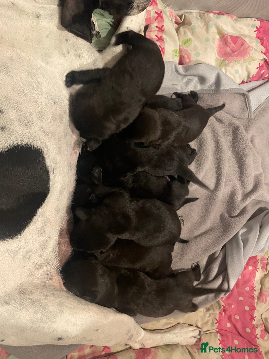 Mixed Breed dogs for sale: English Pointer Cross Puppies - Image 2