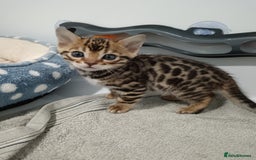 Bengal cats for sale: Pure Bengal kittens - Image 28