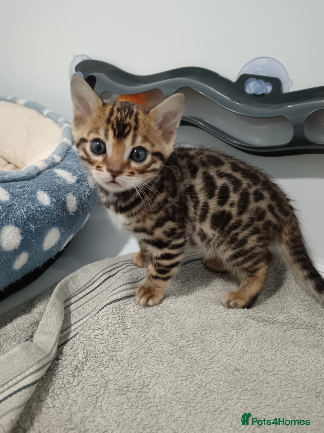 Bengal cats for sale: Pure Bengal kittens - Image 28