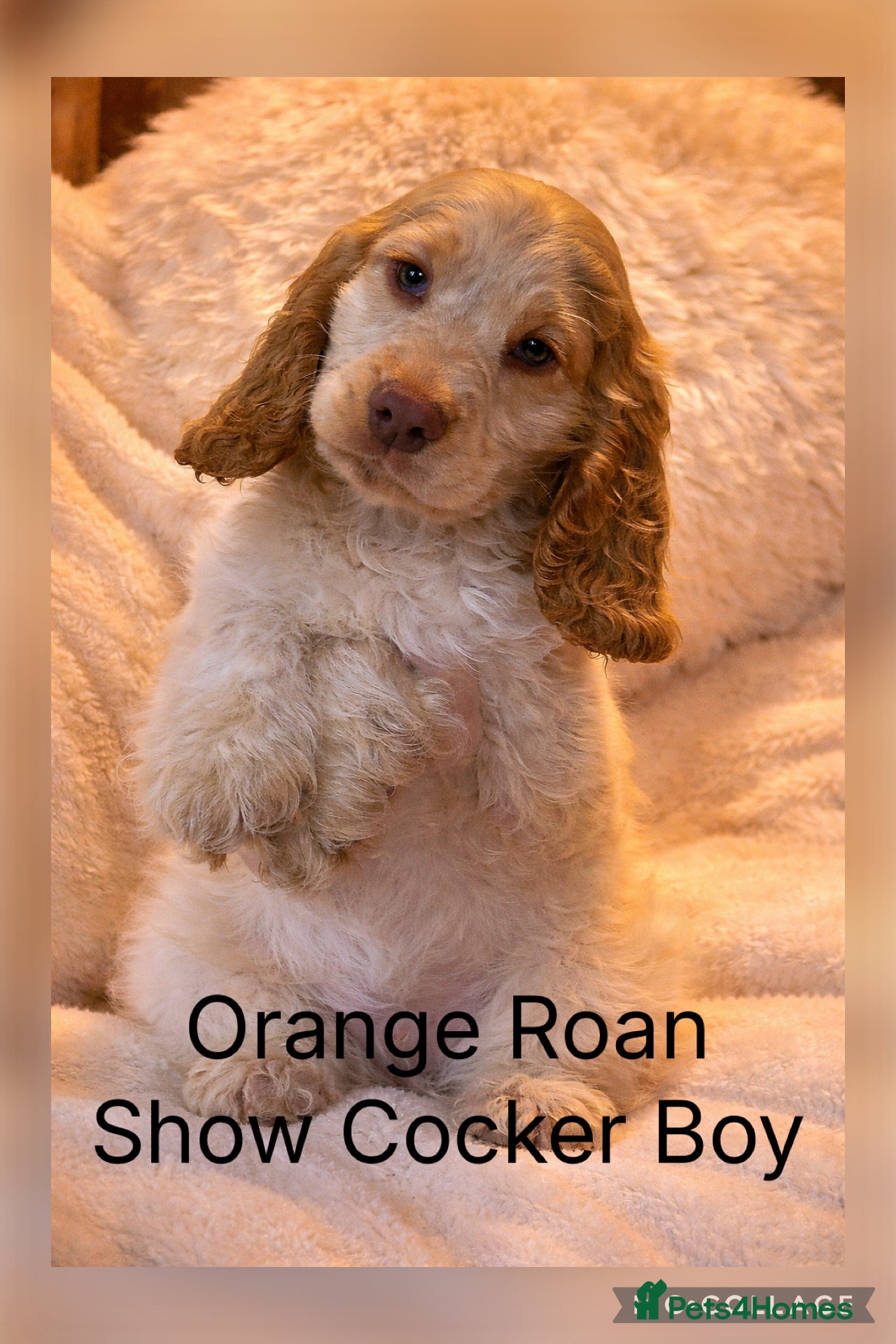 Cocker Spaniel dogs Stunning Show Cocker Spaniels ready now  - Advert 4