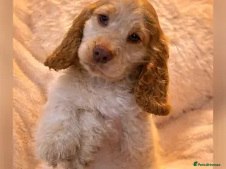 Cocker Spaniel dogs Stunning Show Cocker Spaniels ready now - Advert 4