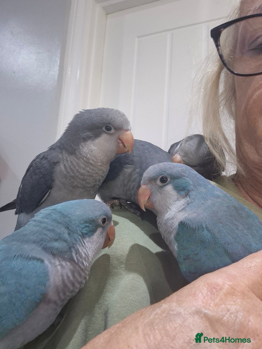 Parrots birds for sale: Handreared baby Quaker parrots Dna tested - Image 8