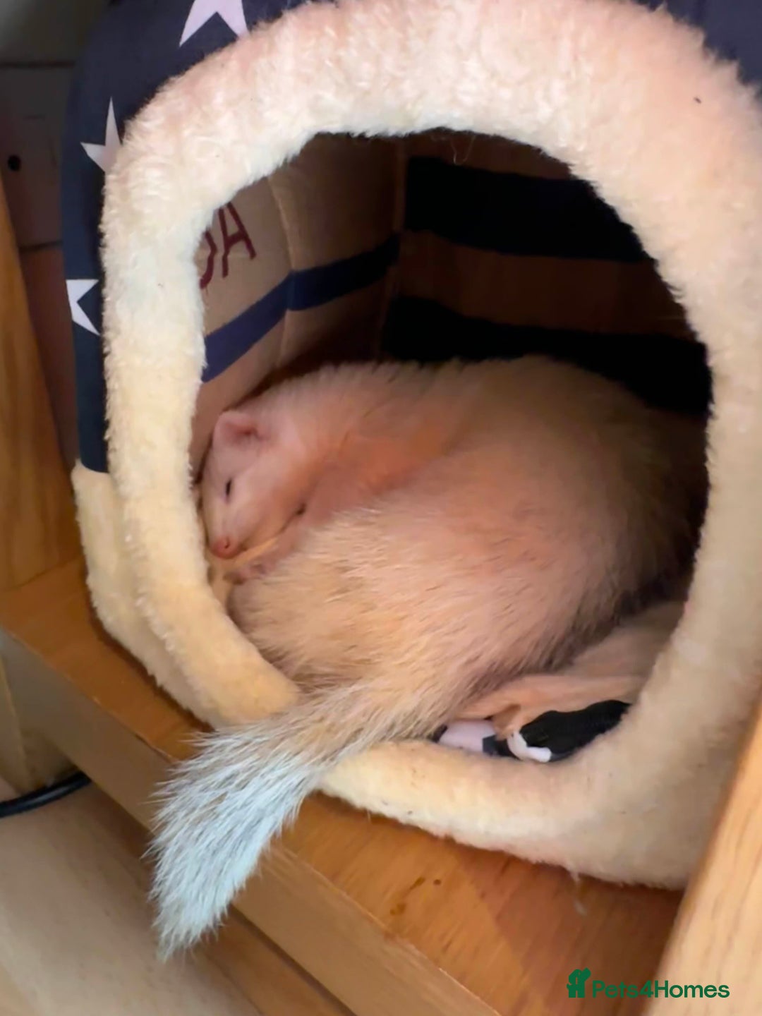 Ferret rodents for sale: White ferret jill looking for a nice home - Image 4