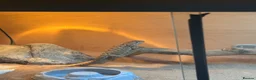 Bearded Dragon reptiles for sale: Baby Rankin Dragon in Cheltenham - Advert 3