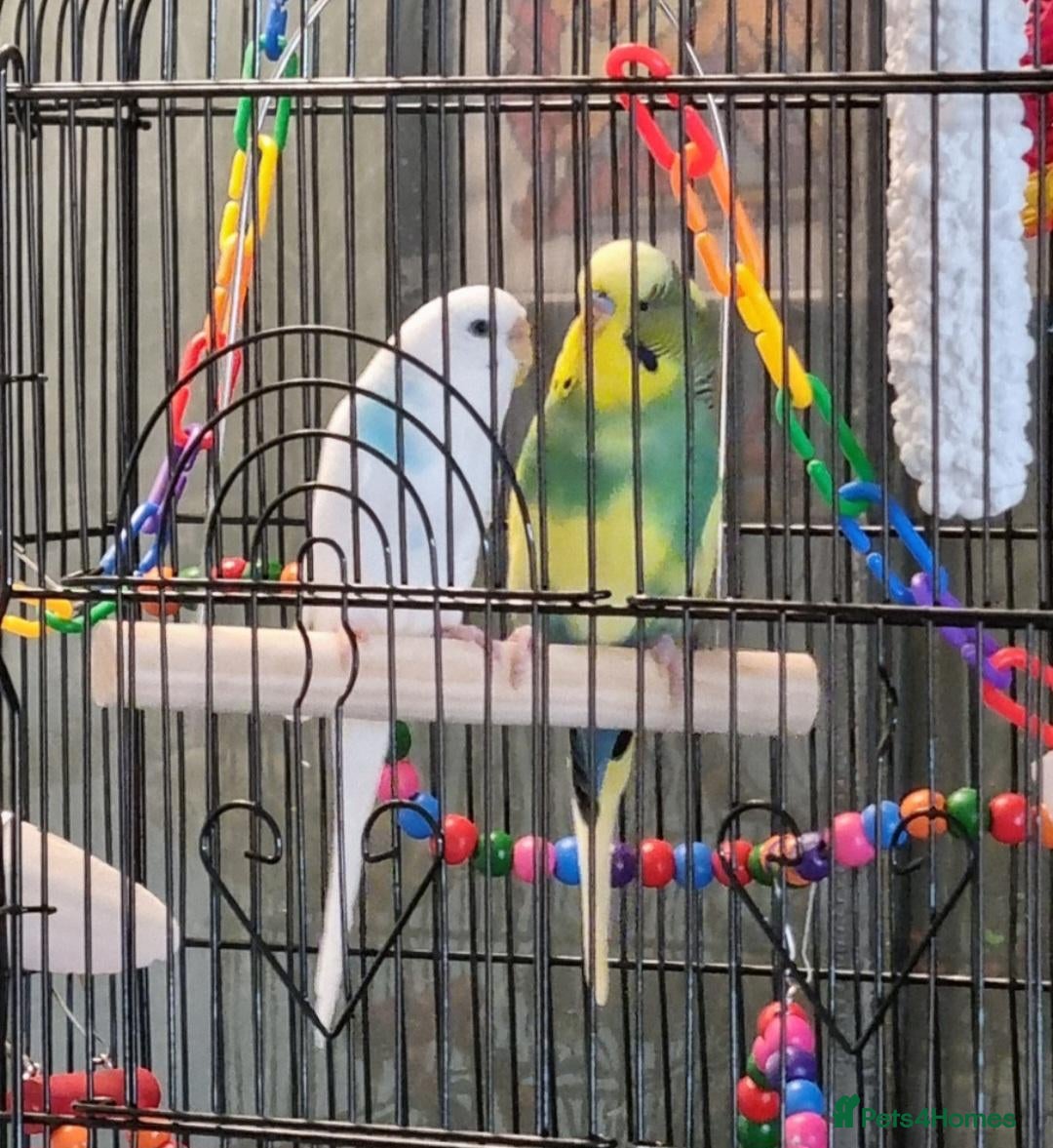 Budgerigars birds for sale: 2 Budgies for sale - Image 2