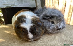 Guinea Pig rodents for sale: Two sows and two boars  - Image 2