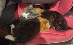Mixed Breed cats for sale: Gorgeous Kittens  - Image 10